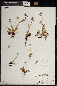 Micranthes virginiensis image
