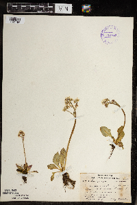 Micranthes virginiensis image