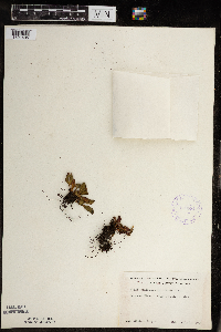 Micranthes virginiensis image