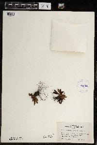 Micranthes virginiensis image