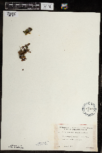 Micranthes virginiensis image