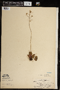 Micranthes virginiensis image