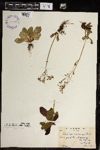 Micranthes virginiensis image