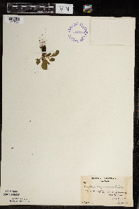 Micranthes virginiensis image