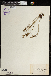 Micranthes virginiensis image