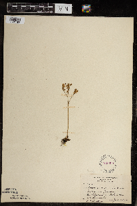 Micranthes virginiensis image