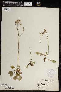 Micranthes virginiensis image