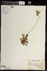 Micranthes virginiensis image