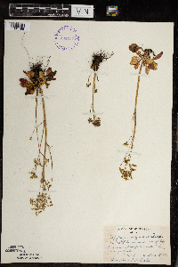 Micranthes virginiensis image