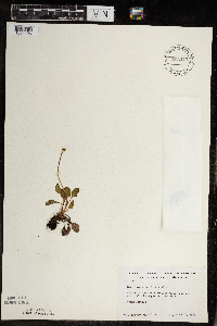 Micranthes virginiensis image