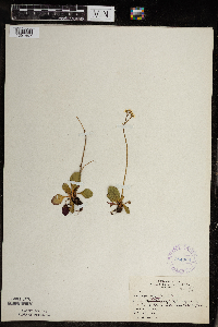 Micranthes virginiensis image