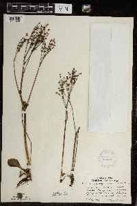 Micranthes virginiensis image