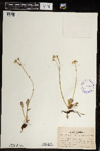 Micranthes virginiensis image