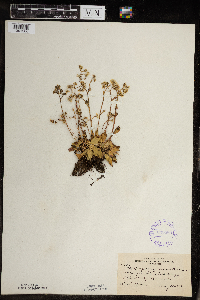 Micranthes virginiensis image