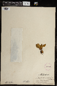 Micranthes virginiensis image