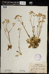 Micranthes virginiensis image