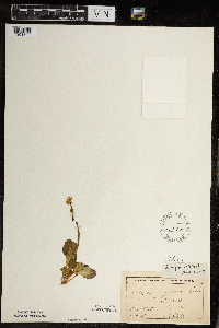 Micranthes virginiensis image