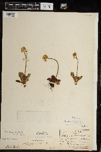 Micranthes virginiensis image