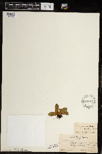 Micranthes virginiensis image