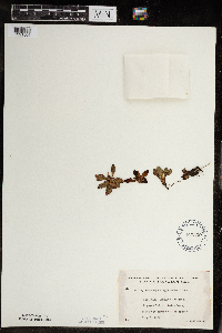 Micranthes virginiensis image