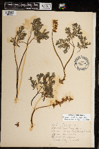 Dicentra cucullaria image