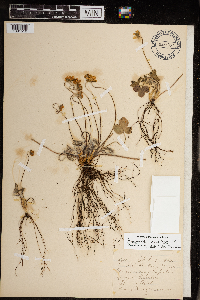 Anemone acutiloba image