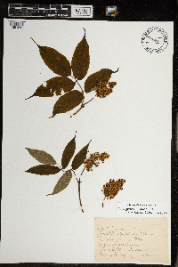 Sambucus racemosa image