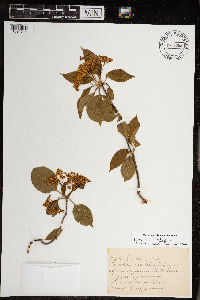 Viburnum lentago image