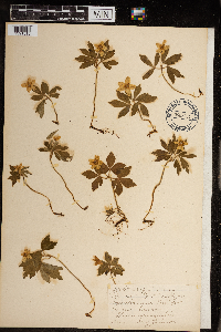 Anemone quinquefolia var. quinquefolia image