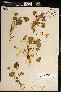 Viola sororia image