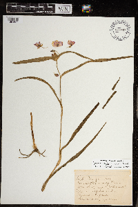 Tradescantia bracteata image