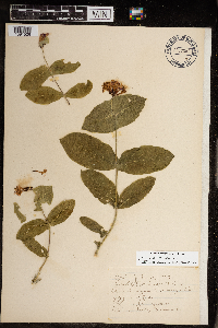 Lonicera dioica image