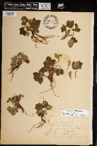 Image Associated With the Occurrence