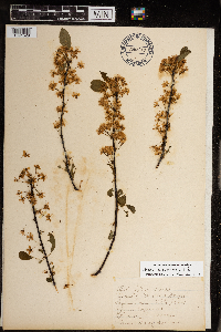 Prunus pensylvanica image