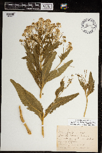 Armoracia rusticana image