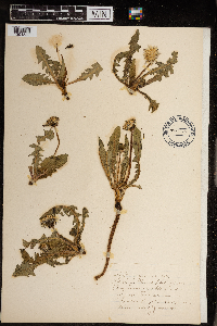 Taraxacum erythrospermum image