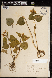Viola rugulosa image