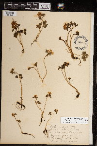 Thalictrum thalictroides image