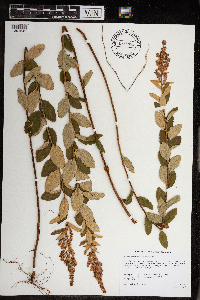 Spiraea tomentosa image