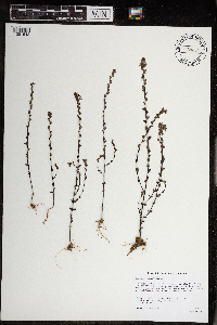 Euphrasia officinalis image