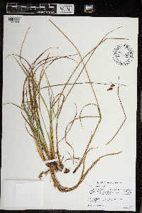Carex magellanica image