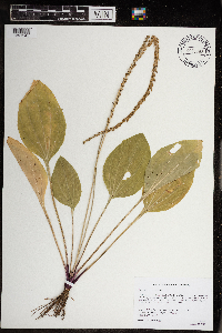 Plantago rugelii image