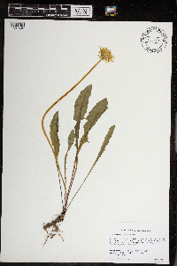 Taraxacum officinale image