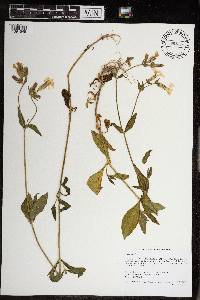 Silene latifolia image