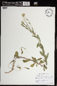 Berteroa incana image