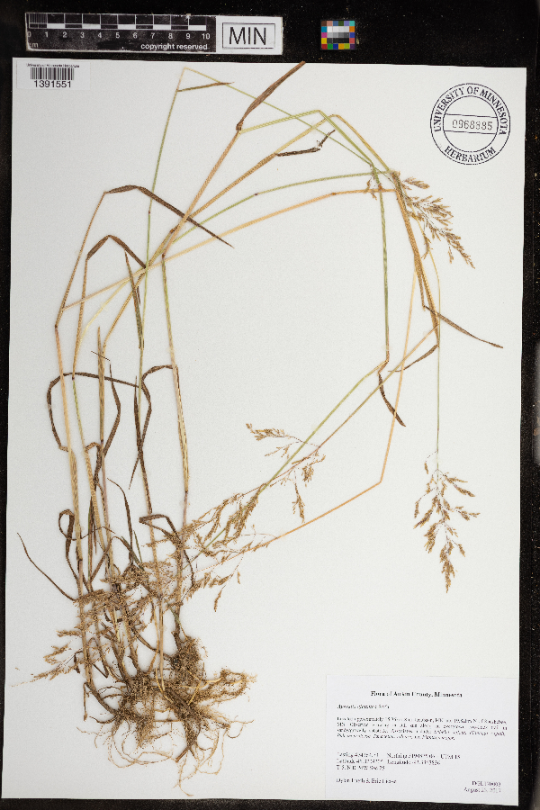 Agrostis gigantea image