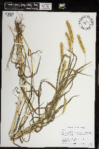 Setaria pumila subsp. pumila image