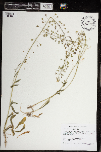 Capsella bursa-pastoris image