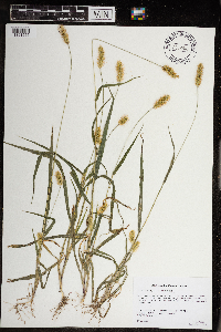 Setaria pumila subsp. pumila image