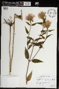 Monarda fistulosa image